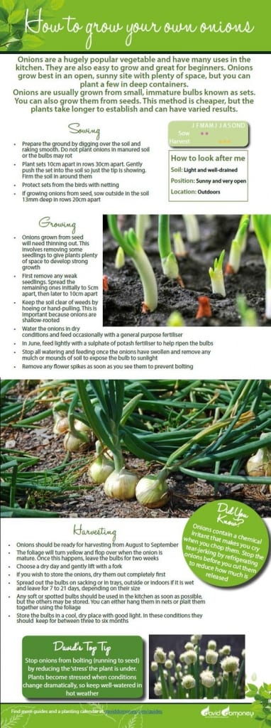 How to grow your own onions. Free veg growing guide focused on planting sets, encouraging the onions to grow and harvesting the crop. Perfect advice for the kitchen garden
