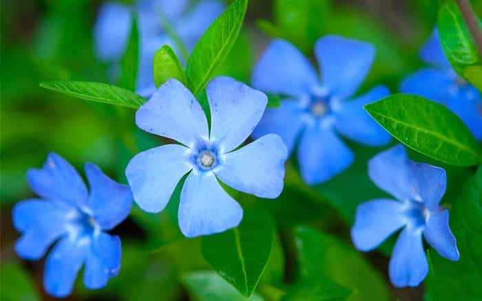 periwinkle-vinca-suelo-cubierta-para-sombra Ramas-de-lavanda-en-bebida-de-limon