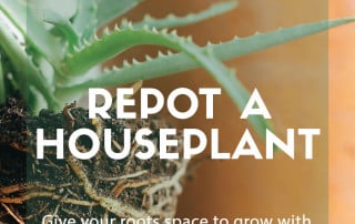 repot a houseplant