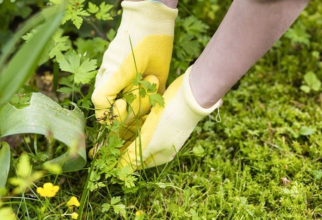 pulling up weeds