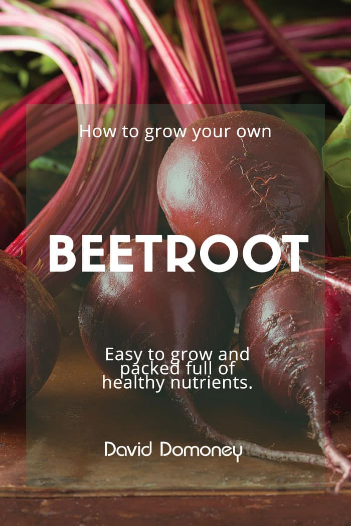 Beetroot