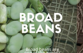 Broad Beans feature image