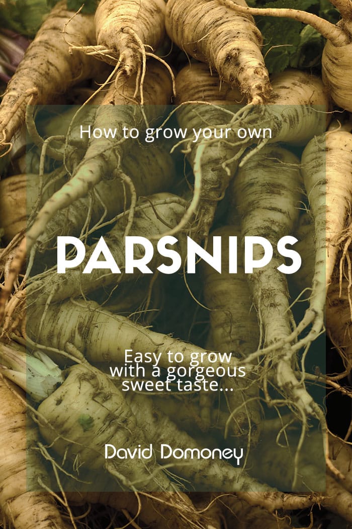 Parsnips