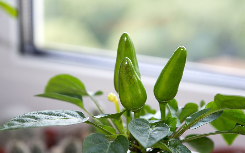 chillis-windowsill