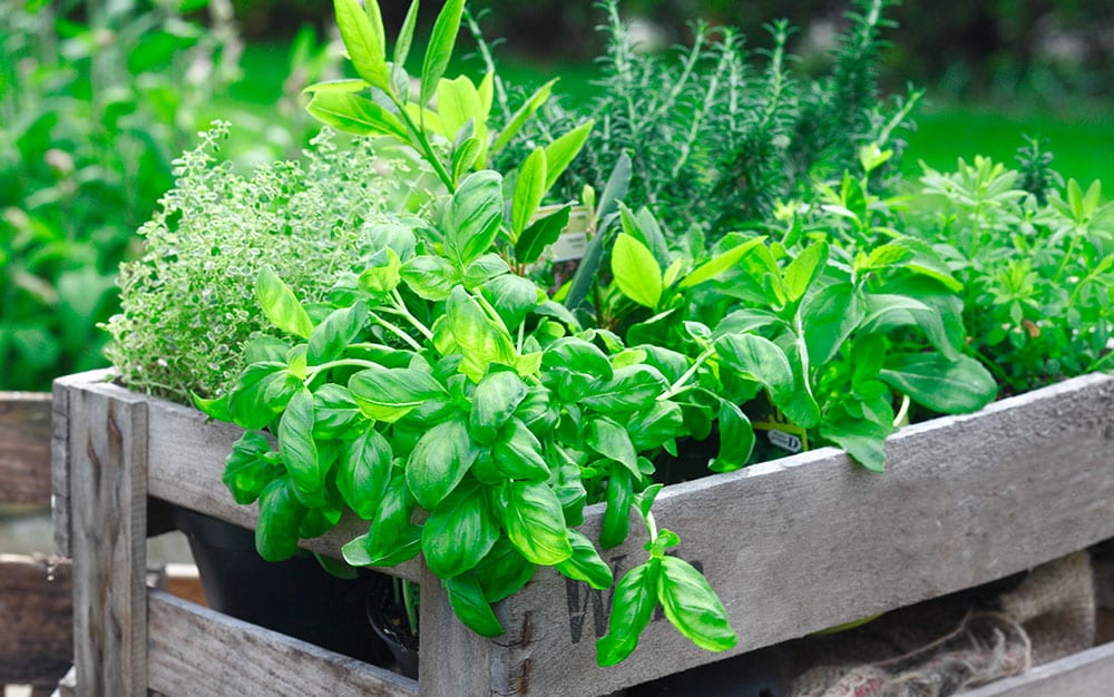 herb-garden-in-a-box