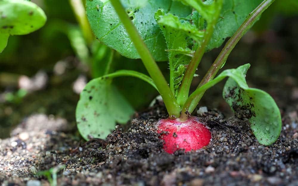 radish