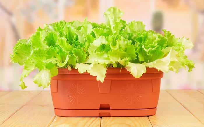 salad-leaves-lettuce-in-a-pot