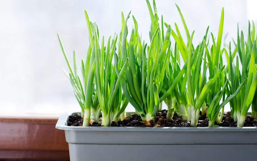 spring onions grown in a container