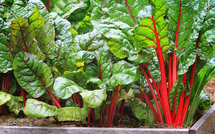 swiss-chard-growing-in-wooden-planter