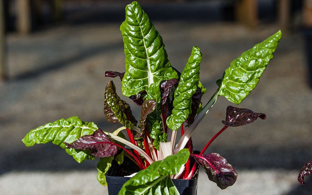 swiss-chard