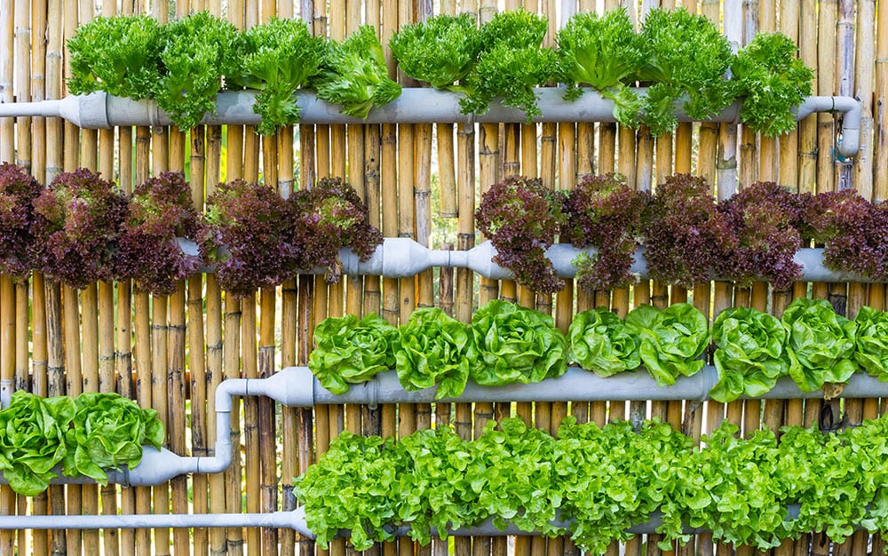vertical-lettuce-garden