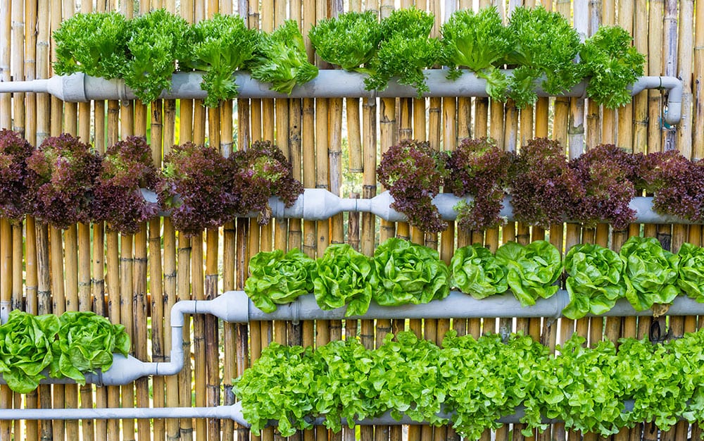 vertical-lettuce-garden