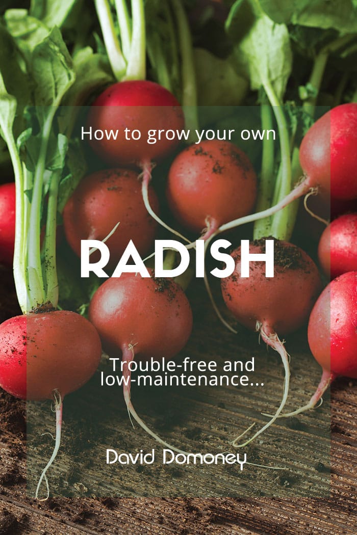 Radish