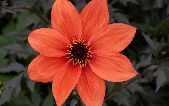 dahlia-bishop-of-oxford