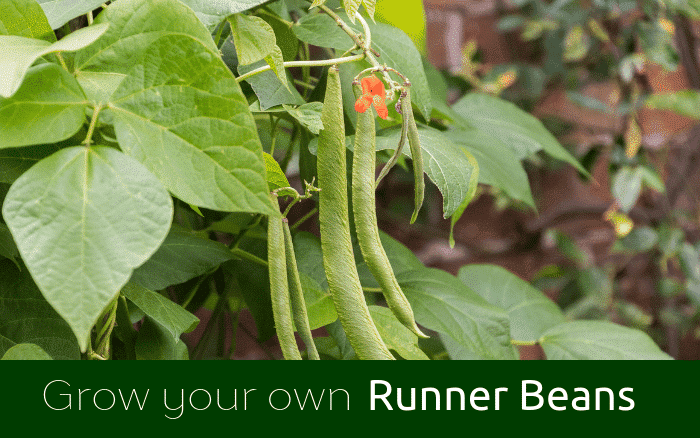 GYO Runner Beans