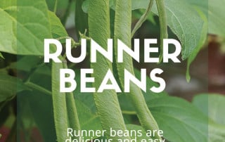 Runner Beans
