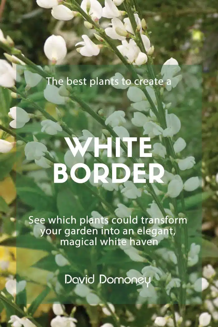 Best Plants with White Flowers