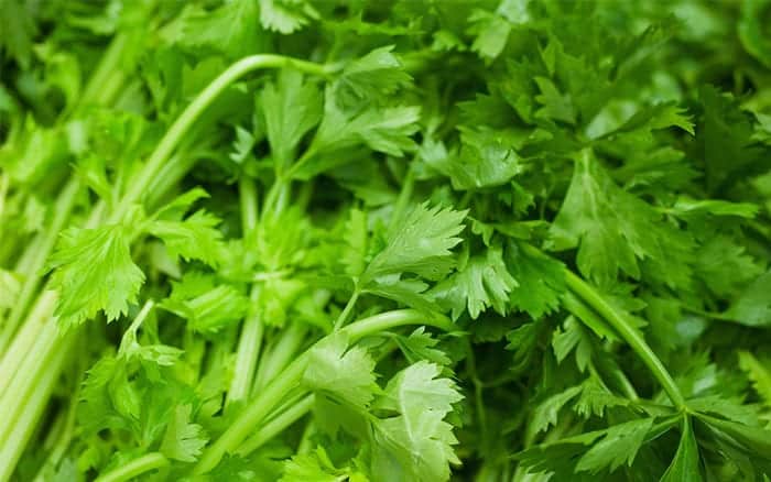 coriander-stem-and-leaves-grow-your-own