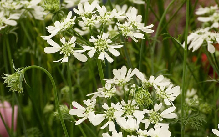 White Garden The Best Plants To Create A White Border David Domoney