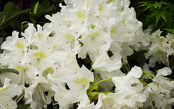 Best White Flowers for Your Garden