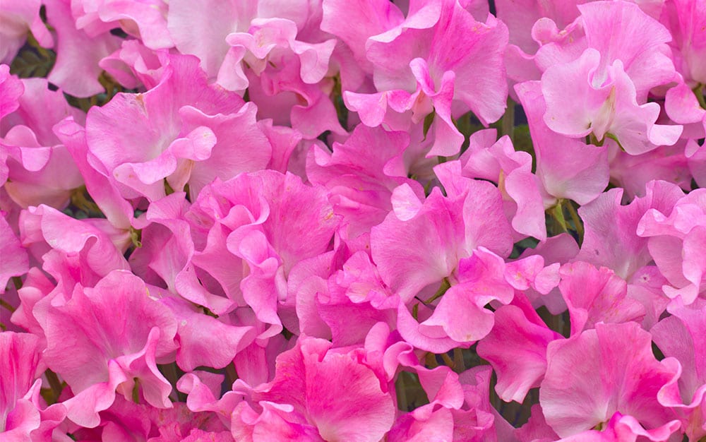 Pink sweet peas flowering in the garden - how to grow sweet peas