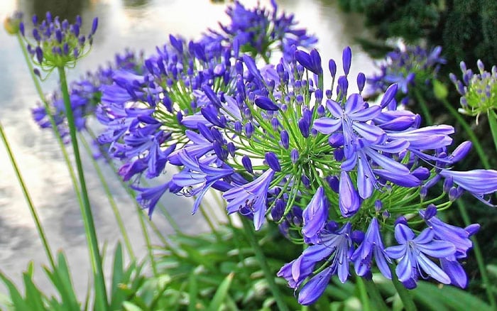 New Agapanthus Malmo dark blue flowers excellent garden plant 
