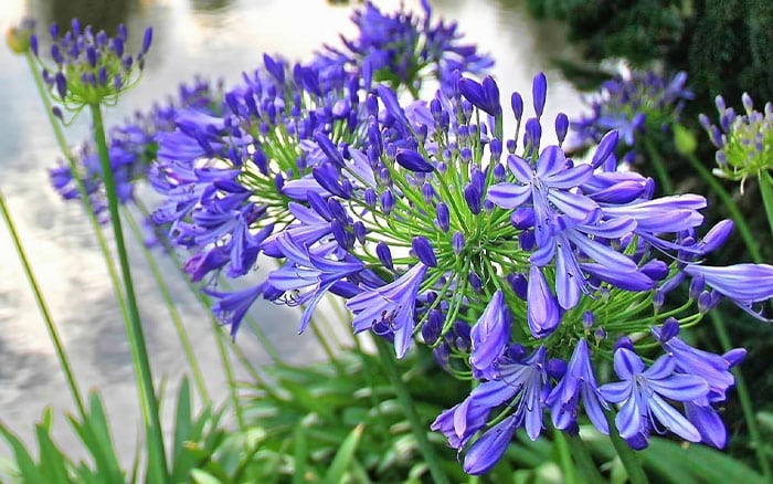 Lavender-sprigs-in-lemon-drink