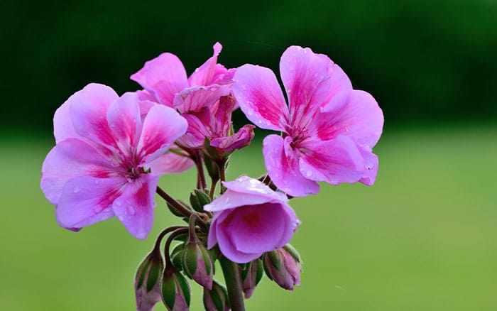 Rose-petal-salad-2