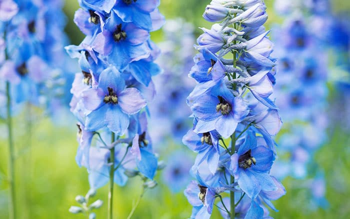 The 10 Best Plants With Blue Flowers For A Cool Garden Border