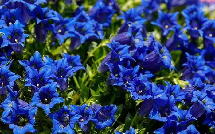 Photos de fleurs de jardin bleu
