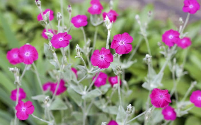 The 14 Best Pink Plants For A More Beautiful Garden