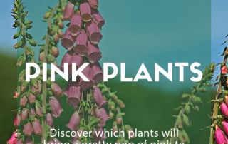 Top pink plants