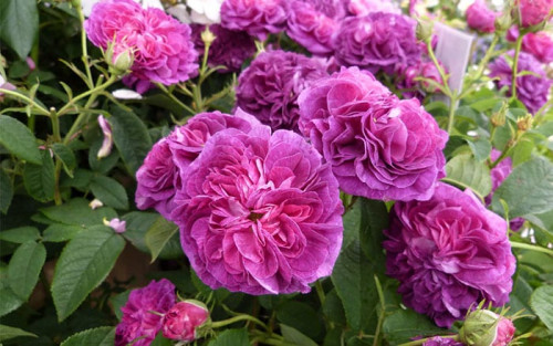 Rose garden: 15 fabulous rose varieties to grow in the garden