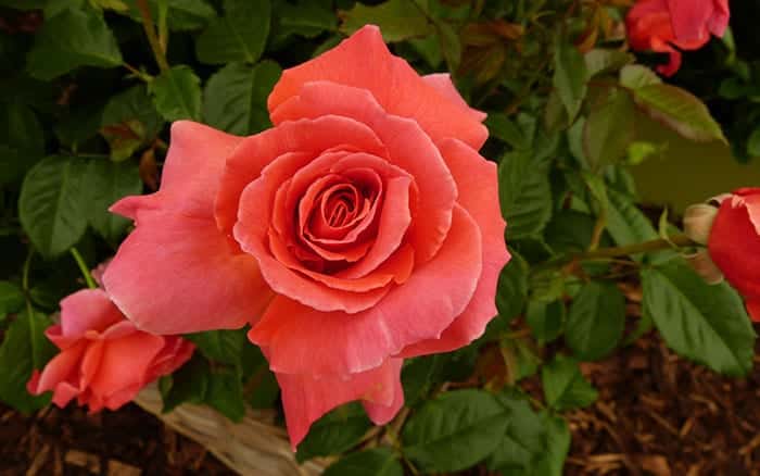 Rose garden: 15 fabulous rose varieties to grow in the garden