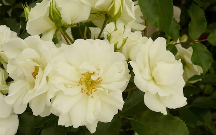 The 14 best pure and beautiful white rose varieties