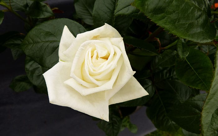 The 14 Best Pure And Beautiful White Rose Varieties