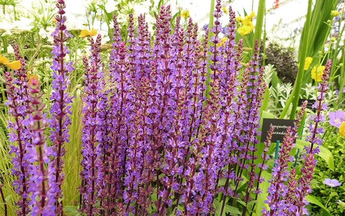 salvia-nemorosa-caradonna