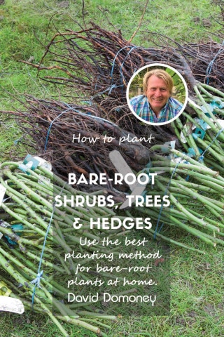 bare root shrubs hedges and trees feature