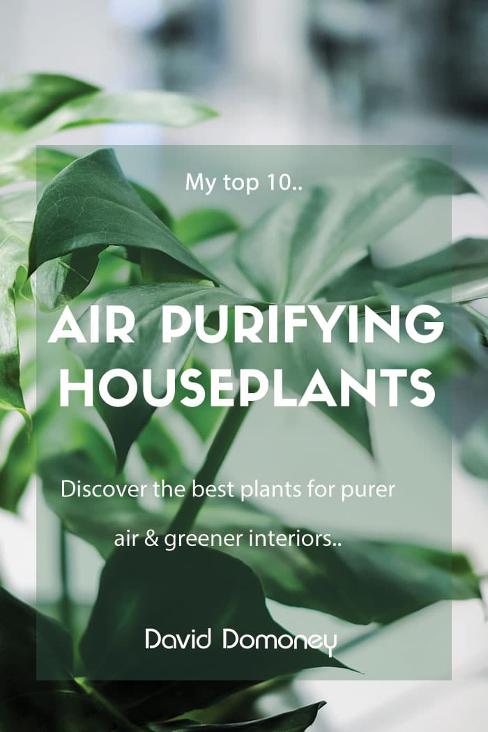 air purifying houseplants