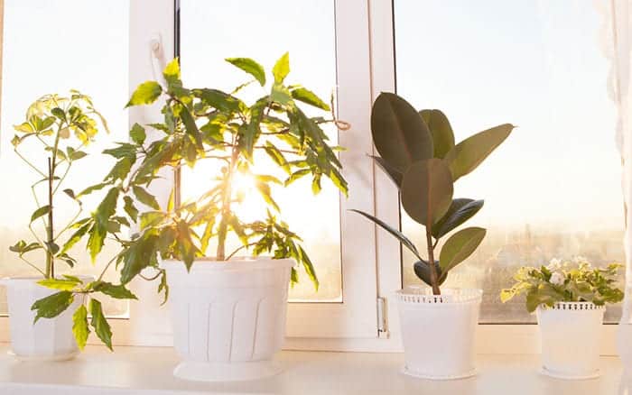 houseplants-on-windowsill-indoor-plants-to-purify-clean-air