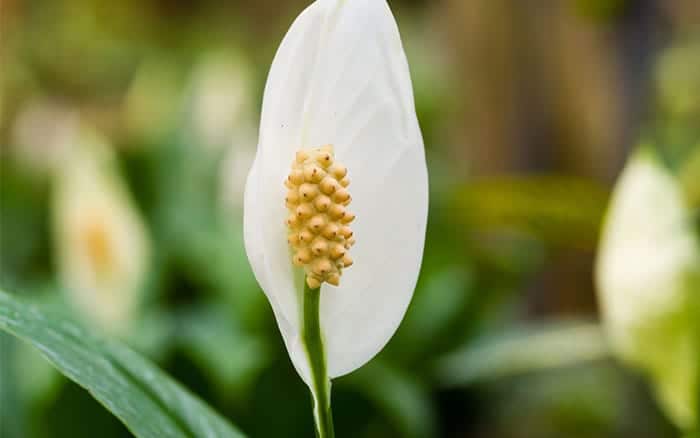 peace-lily-nasa-houseplants-to-purify-clean-the-air