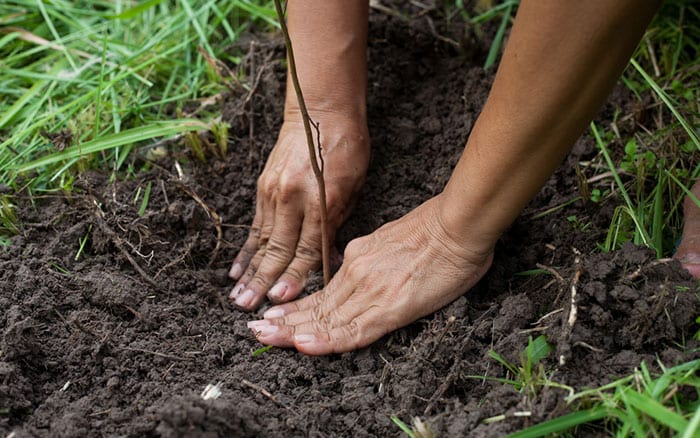 plant-a-tree-shrub-bare-root-in-soil-firm-in