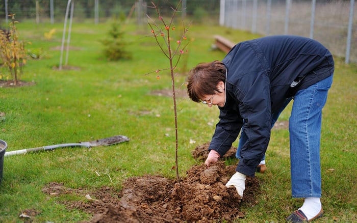 woman-planting-a-tree-shrub-bare-root-plant-in-garden