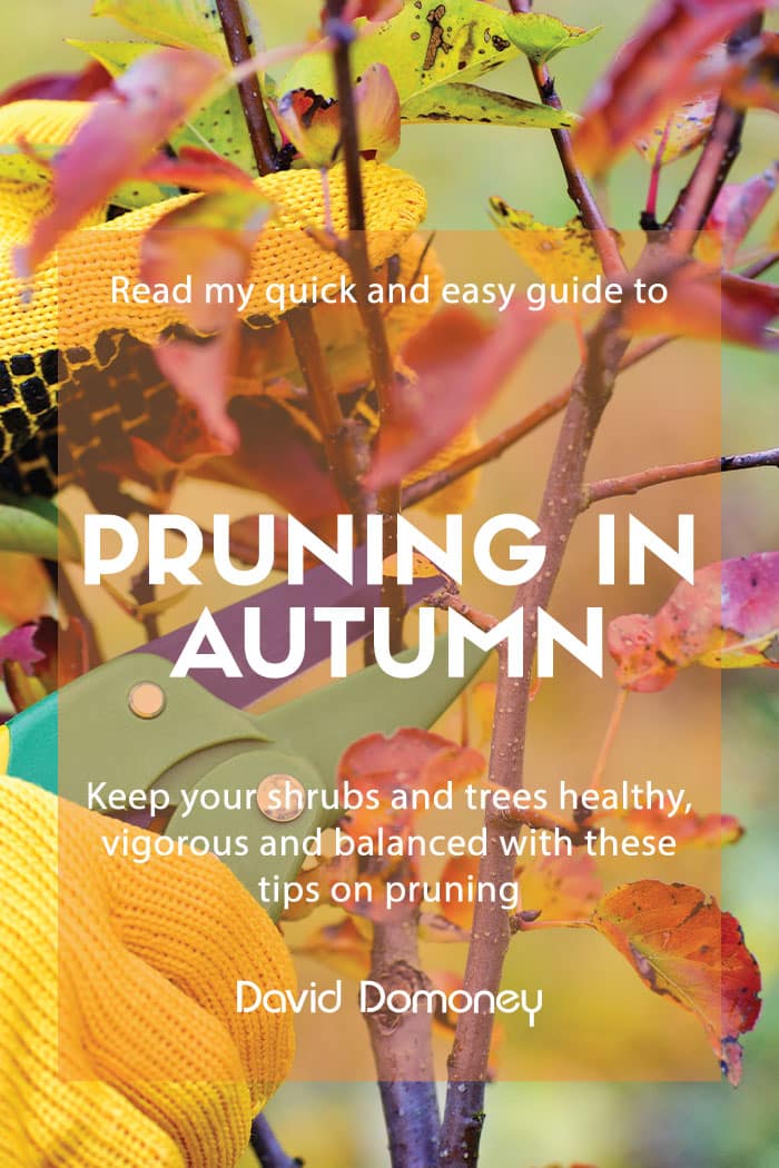 autumn pruning