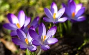 crocus-flowers-spring-bulb-in-lawn-naturalised-in-grass