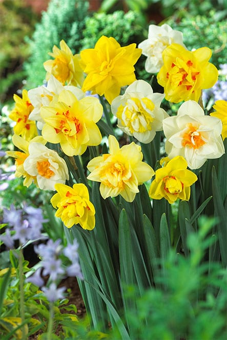 Bulb Box Daffodil Double Mixed - Buy Daffodil Bulbs Online