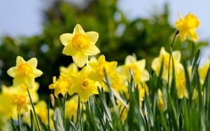 daffodils-in-spring-bulbs-lawn-naturalising-how-to-yellow-flowers