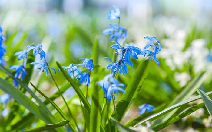 How to naturalise spring bulbs under the garden lawn