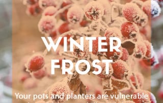 Protecting plants from winter frost