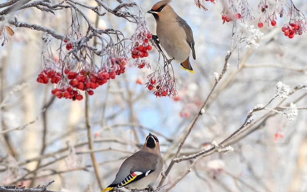 birds winter garden